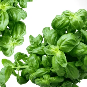 Basil Essential Oil