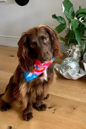 Dog Bandana in Donuts