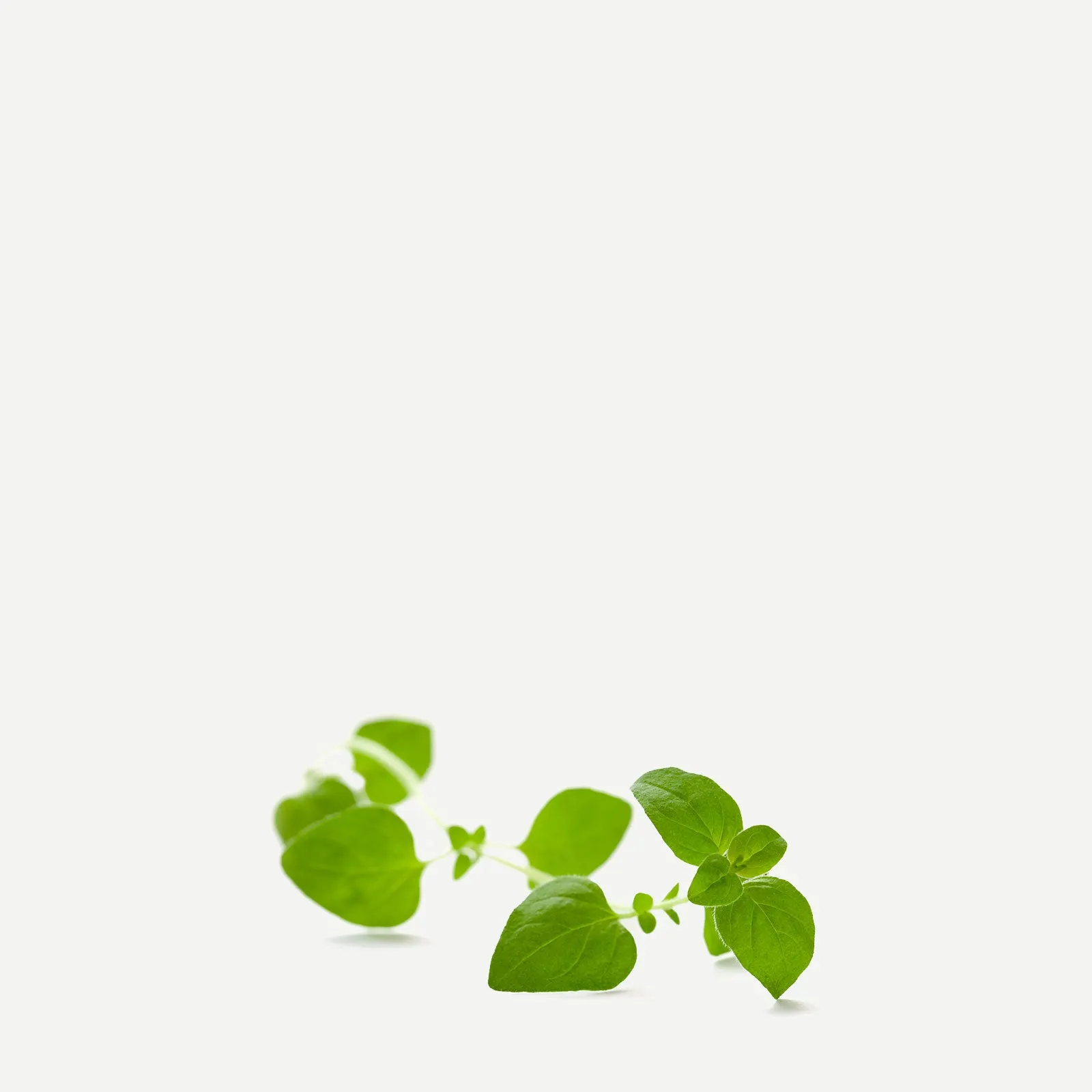 Huile Essentielle | Origan Compact Bio