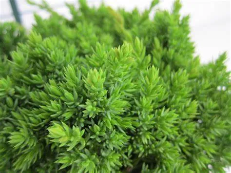 'Nana' Garden Juniper (Juniperus procumbens) - 2 Gallon Potted Shrub