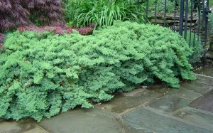 'Nana' Garden Juniper (Juniperus procumbens) - 2 Gallon Potted Shrub