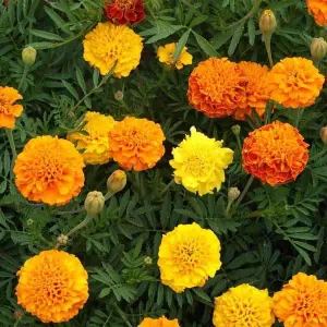 OSC Antigua Mixed Marigold Seeds - Packet