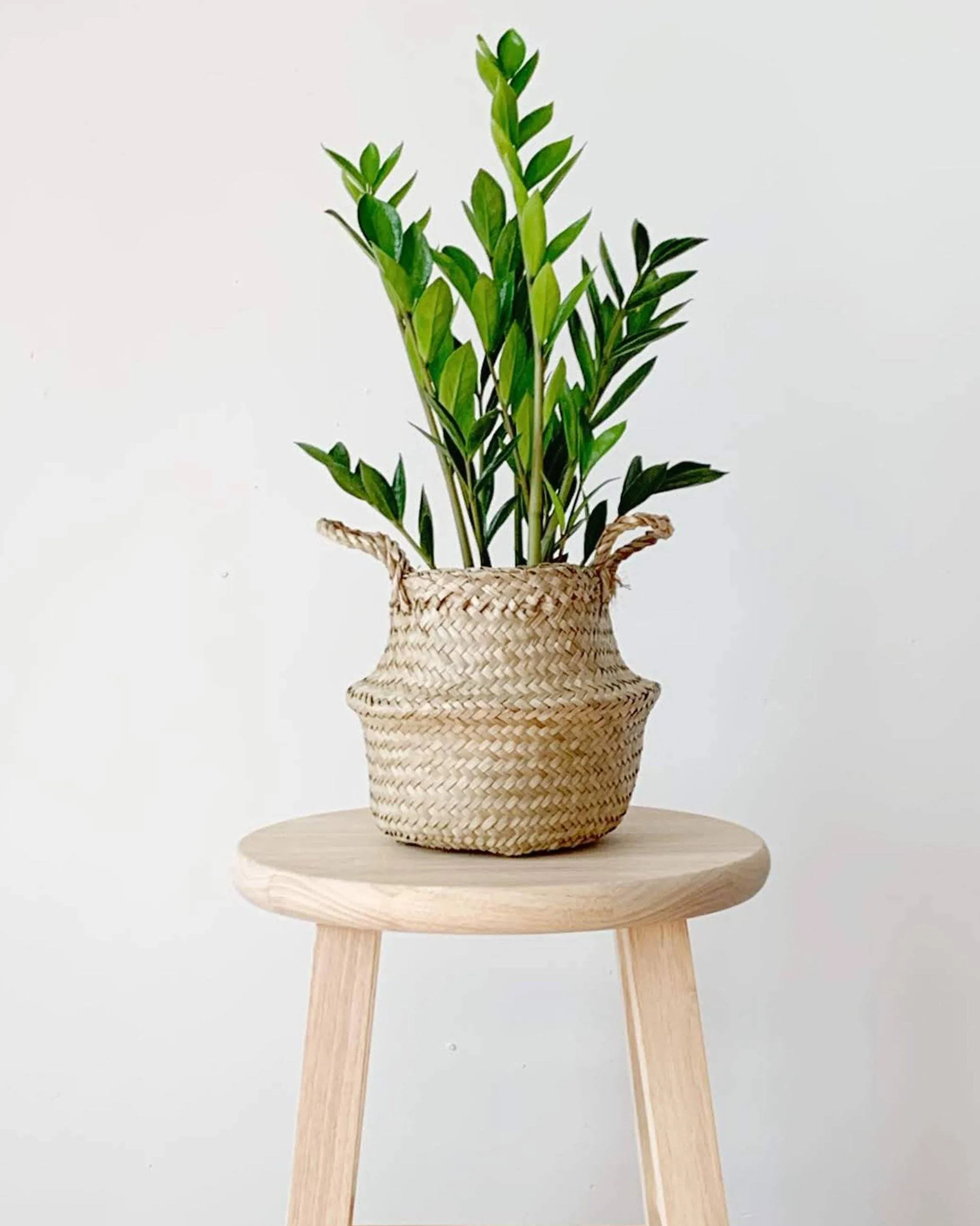Small Handwoven Seagrass Tabletop Belly Basket